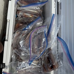 8月 8日（金）一日便・スルメイカ釣りの写真その8