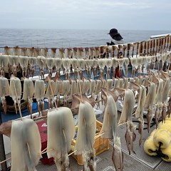 8月 9日（土）一日便・スルメイカ釣りの写真その8