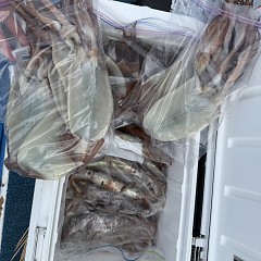 8月 9日（土）一日便・スルメイカ釣りの写真その10