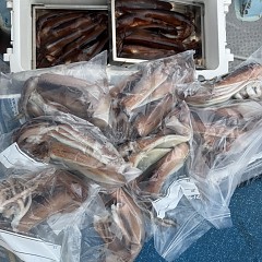 8月 9日（土）一日便・スルメイカ釣りの写真その11