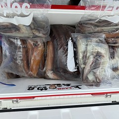 8月 9日（土）一日便・スルメイカ釣りの写真その12
