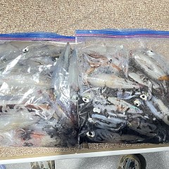 8月 8日（金）夜便・イカメタル、アカイカ釣りの写真その8