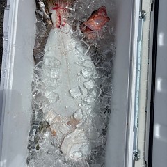 8月12日（火）午前便・タテ釣りの写真その12