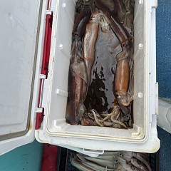 8月 13日（水）一日便・スルメイカ釣りの写真その8