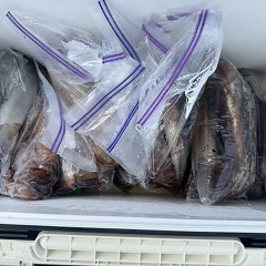 8月 13日（水）一日便・スルメイカ釣りの写真その10