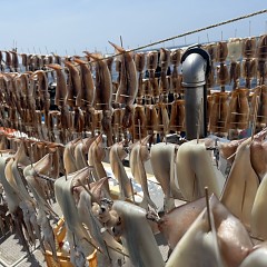 8月 14日（木）一日便・スルメイカ釣りの写真その9