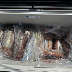 8月 14日（木）一日便・スルメイカ釣りの写真その11