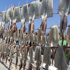 8月 15日（金）一日便・スルメイカ釣りの写真その5