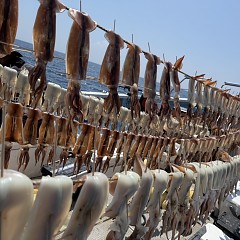 8月 16日（土）一日便・スルメイカ釣りの写真その8