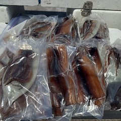 8月 16日（土）一日便・スルメイカ釣りの写真その11