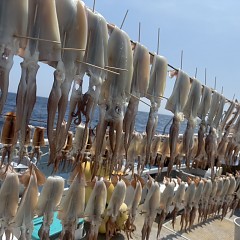 8月 17日（日）一日便・スルメイカ釣りの写真その8