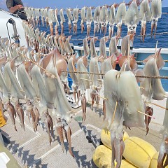 8月19日（火）一日便・スルメイカ釣りの写真その1