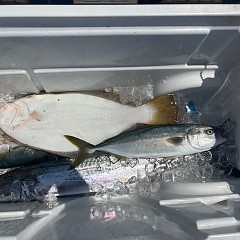 8月20日（水）午前便・タテ釣りの写真その4