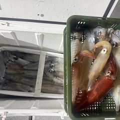 8月20日（水）18時半出船でアカイカ釣りの写真その9