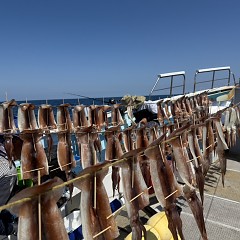8月 20日（水）スルメイカ釣りの写真その9
