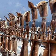 8月 24日（日）一日便・スルメイカ釣りの写真その8