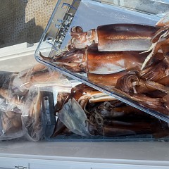 8月 24日（日）一日便・スルメイカ釣りの写真その11