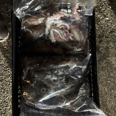 8月25日（月）半夜便・イカメタルの写真その6