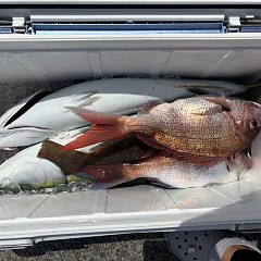 8月28日（木）午前便・タテ釣りの写真その4