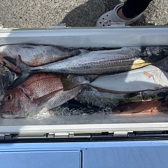 8月28日（木）午前便・タテ釣りの写真その6