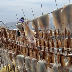 8月 28日（木）一日便・スルメイカ釣りの写真その7