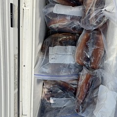 8月 29日（金）一日便・スルメイカ釣りの写真その10