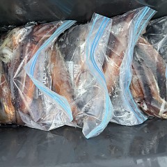 8月 29日（金）一日便・スルメイカ釣りの写真その12