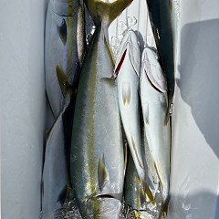 8月30日（土）午前便・タテ釣りの写真その7