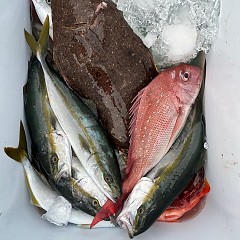 8月29日（金）午後便・タテ釣りの写真その2
