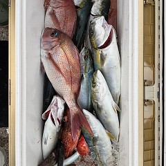 8月29日（金）午後便・タテ釣りの写真その3