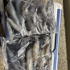 8月30日（土）半夜便・イカメタルの写真その1