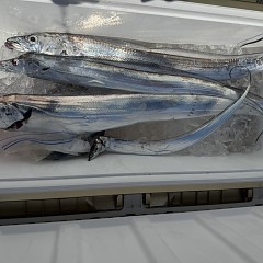 8月 31日（日）午前便・タチウオ釣りの写真その6