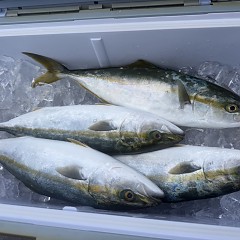 9月 6日（土）午後便・タテ釣りの写真その4