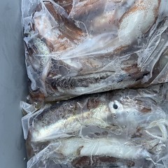 9月 7日（日）一日便・スルメイカ釣りの写真その9