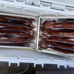 9月 8日（月）一日便・スルメイカ釣りの写真その10