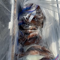 9月 9日（火）一日便・スルメイカ釣りの写真その10