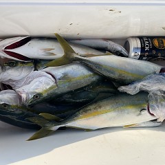 9月9日（火）タテ釣りの写真その5