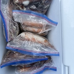 9月 12日（金）一日便・スルメイカ釣りの写真その2