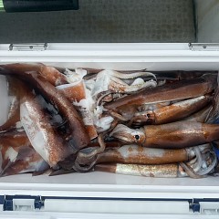 9月 12日（金）一日便・スルメイカ釣りの写真その4