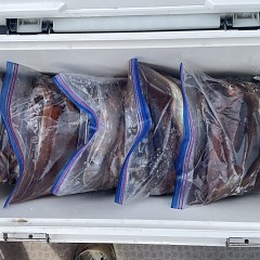 9月 18日（木）一日便・スルメイカ釣りの写真その4