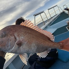 9月 21日（日）午後便・ウタセ真鯛の写真その5