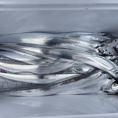 9月 23日（火）午前便・タチウオ釣りの写真その4