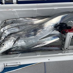 9月 23日（火）午前便・タチウオ釣りの写真その5
