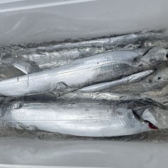 9月 23日（火）午前便・タチウオ釣りの写真その6