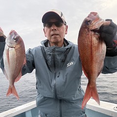 9月 25日（木）午後便・ウタセ真鯛の写真その1