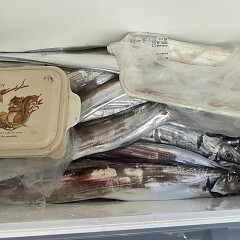 9月 26日（金）午前便・タチウオ釣りの写真その8