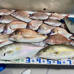 9月 26日（金）午後便・ウタセ真鯛の写真その8