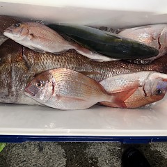 9月 26日（金）午後便・ウタセ真鯛の写真その12