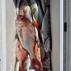 9月26日（金）午前便・タテ釣りの写真その9