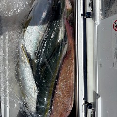 9月26日（金）午前便・タテ釣りの写真その12